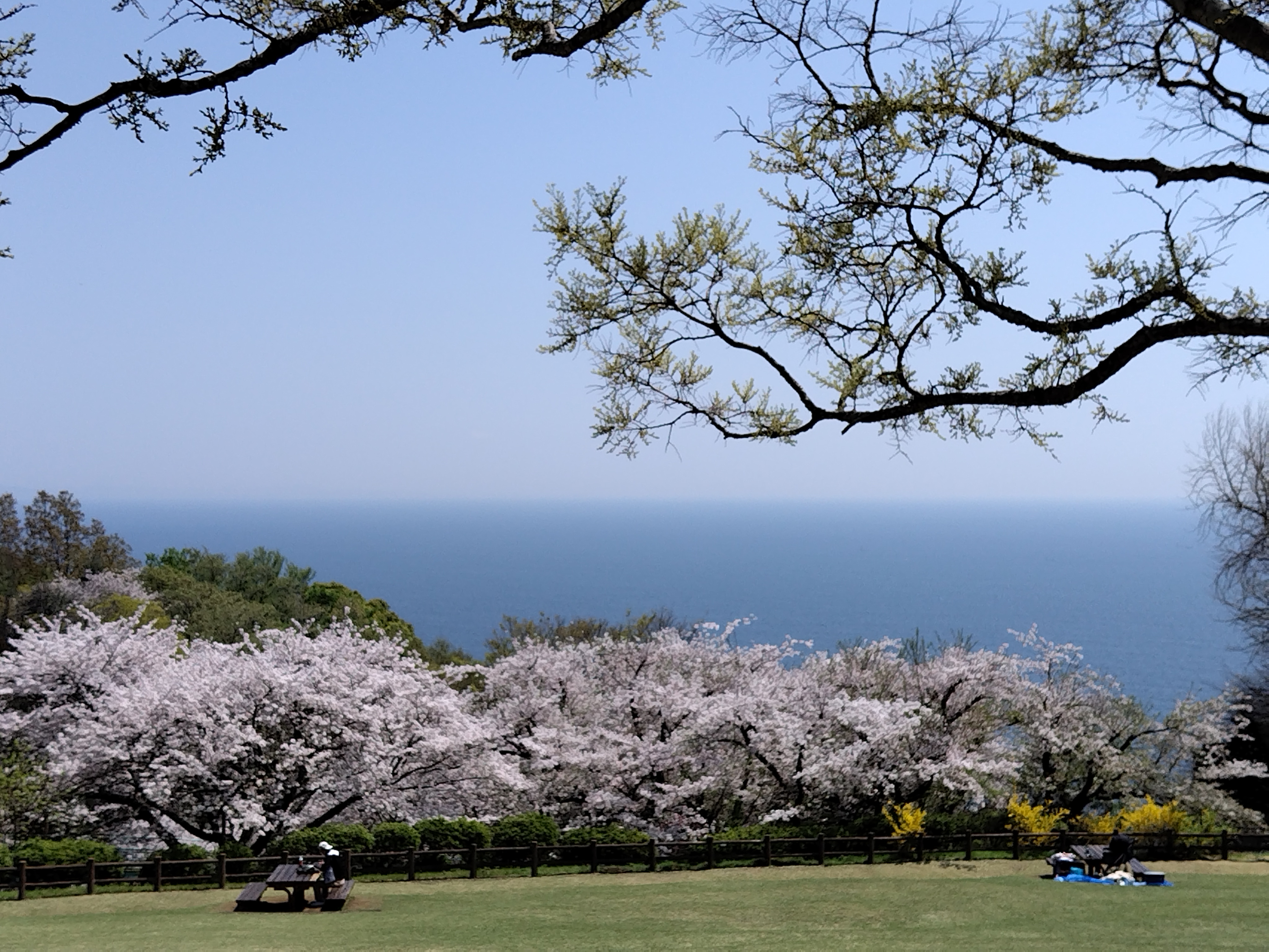 最近の吾妻山の景色